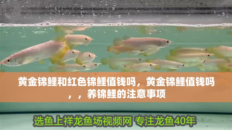 黃金錦鯉和紅色錦鯉值錢嗎，黃金錦鯉值錢嗎，，養錦鯉的注意事項 黃金錦鯉和紅色錦鯉值錢嗎，黃金錦鯉值錢嗎，，養錦鯉的注意事項 觀賞魚百科