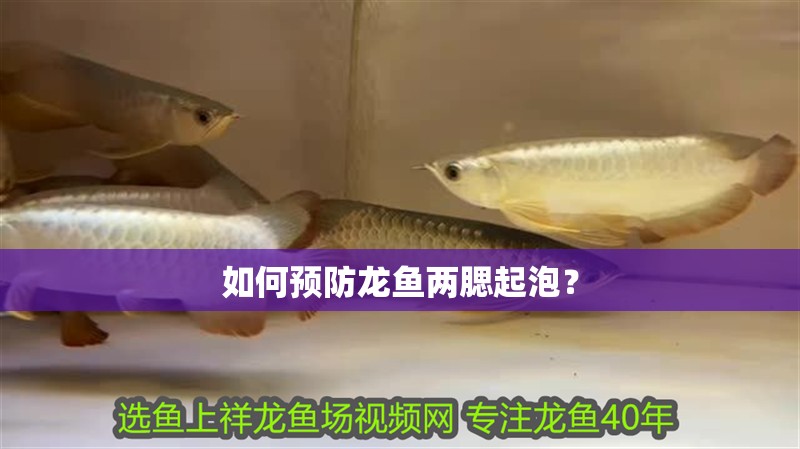 如何預(yù)防龍魚兩腮起泡？