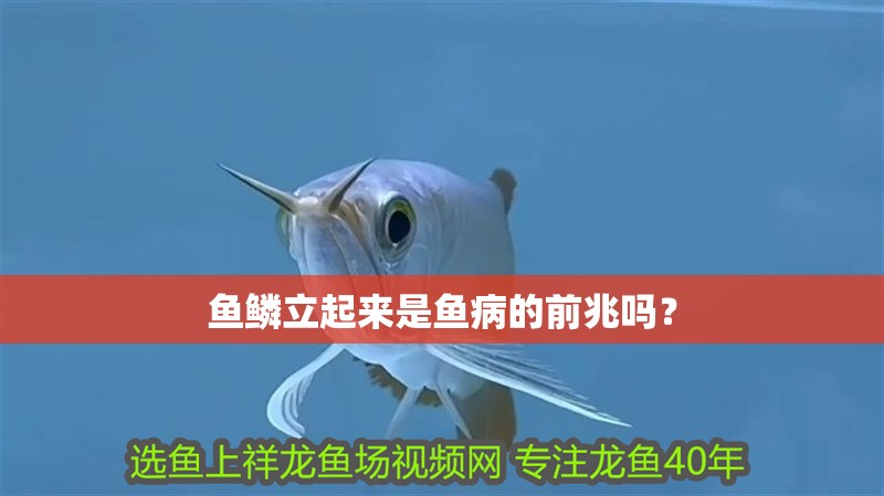 魚鱗立起來是魚病的前兆嗎？