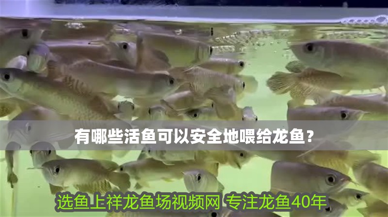 有哪些活魚可以安全地喂給龍魚？ 有哪些活魚可以安全地喂給龍魚？ 龍魚百科