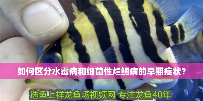 如何區分水霉病和細菌性爛鰓病的早期癥狀？