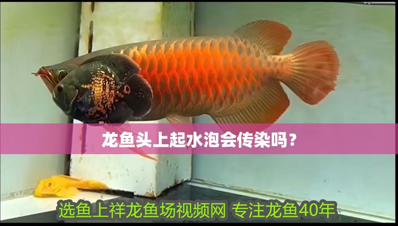 龍魚頭上起水泡會傳染嗎？