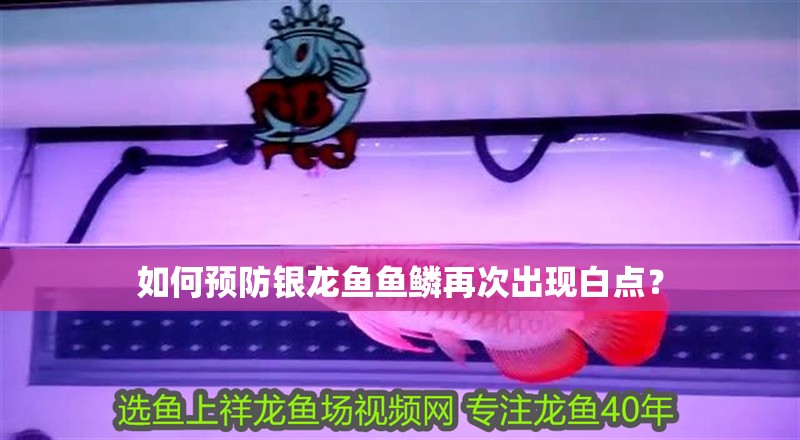 如何預防銀龍魚魚鱗再次出現白點？ 如何預防銀龍魚魚鱗再次出現白點？ 龍魚百科