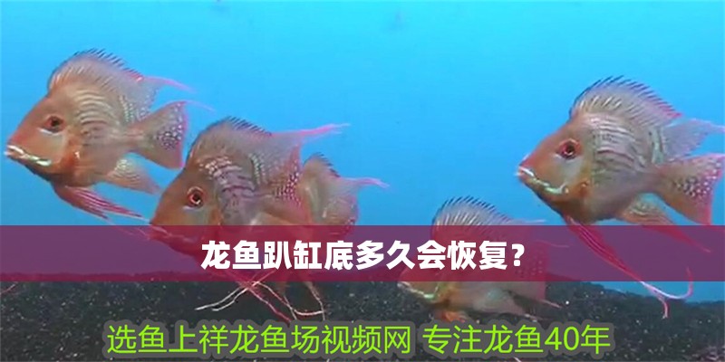 龍魚(yú)趴缸底多久會(huì)恢復(fù)？