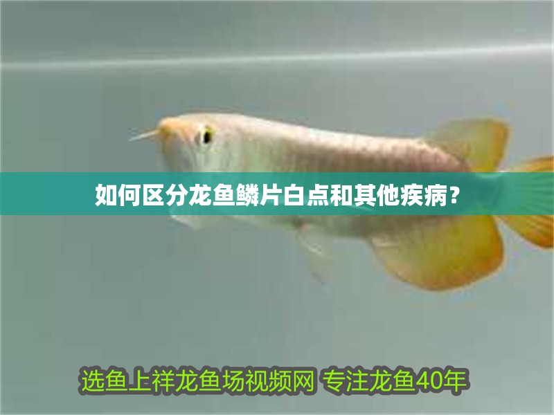 如何區分龍魚鱗片白點和其他疾病？