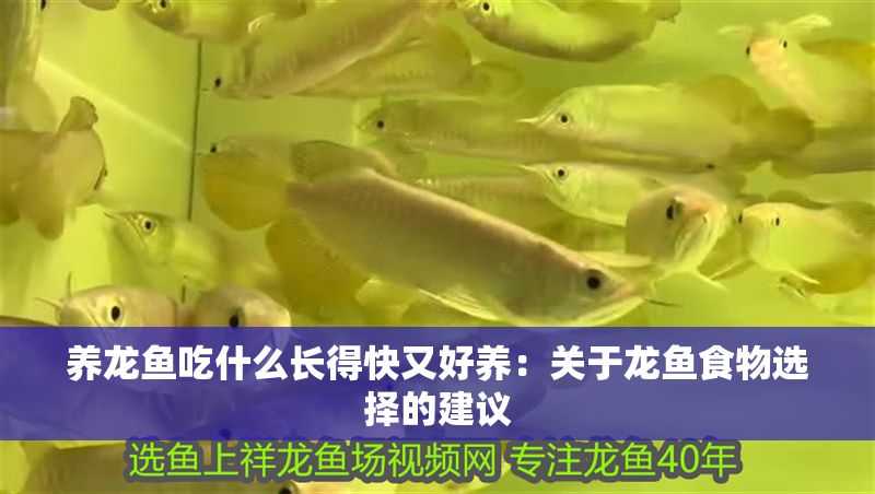 養(yǎng)龍魚吃什么長得快又好養(yǎng)：關(guān)于龍魚食物選擇的建議