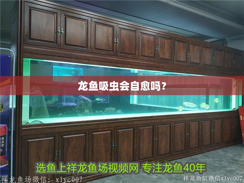 鸚鵡魚和銀龍魚混養怎樣喂食 龍魚吸蟲會自愈嗎? 龍魚百科 龍魚吸蟲會自愈嗎? 龍魚吸蟲會自愈嗎? 龍魚百科