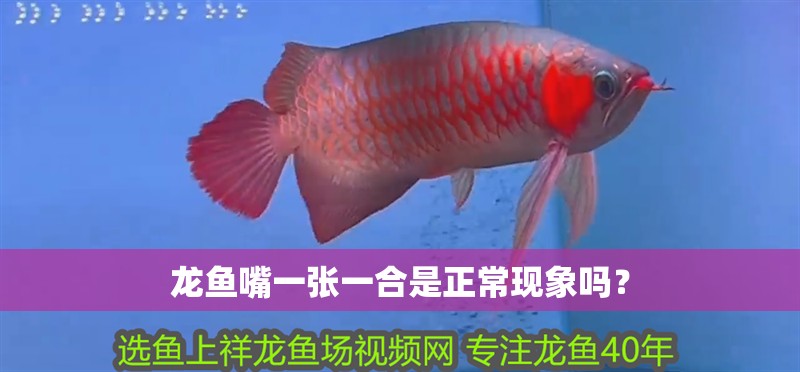 魚缸用增氧泵價格是多少:魚缸增氧機-xtrac增氧機-xtrac增氧機 龍魚嘴一張一合是正常現象嗎? 龍魚百科 龍魚嘴一張一合是正常現象嗎? 龍魚嘴一張一合是正常現象嗎? 龍魚百科