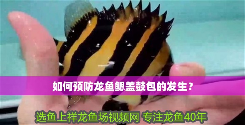 如何預防龍魚鰓蓋鼓包的發生？