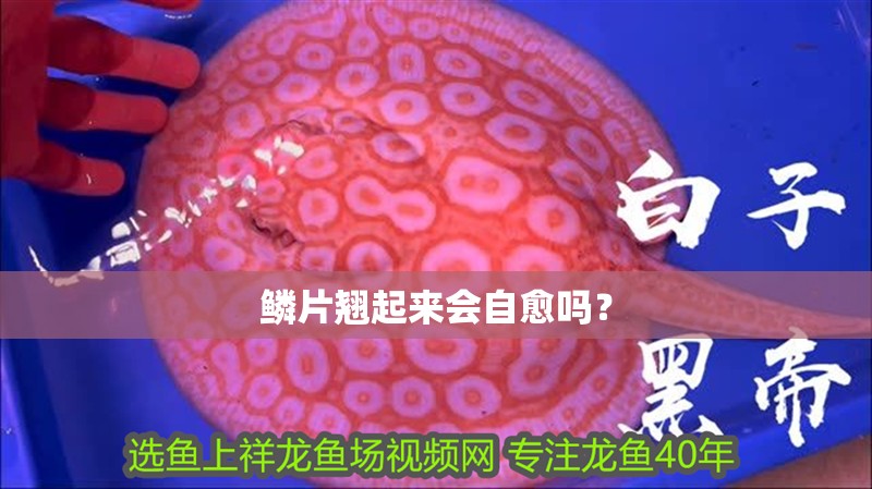 鱗片翹起來會自愈嗎？