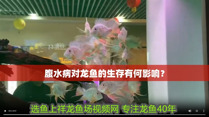 腹水病對龍魚的生存有何影響？