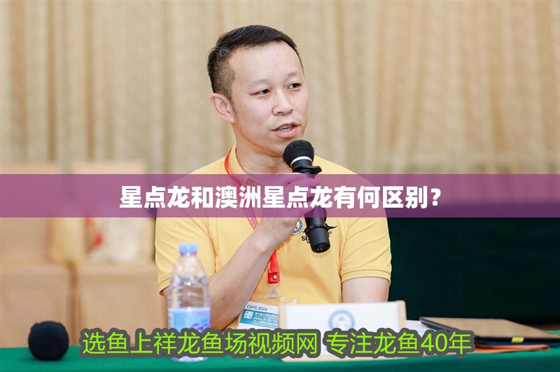 星點龍和澳洲星點龍有何區別？