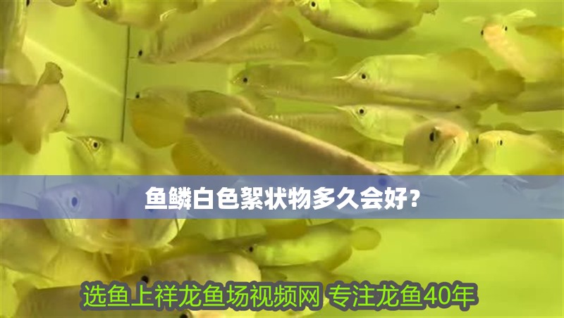 魚(yú)鱗白色絮狀物多久會(huì)好？ 魚(yú)鱗白色絮狀物多久會(huì)好？ 龍魚(yú)百科