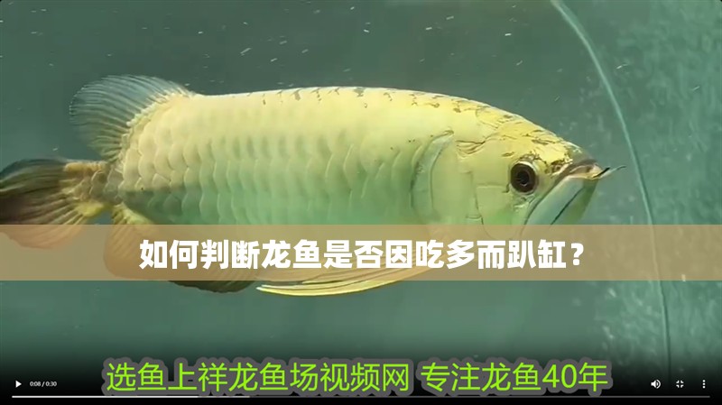 如何判斷龍魚是否因吃多而趴缸？ 如何判斷龍魚是否因吃多而趴缸？ 龍魚百科