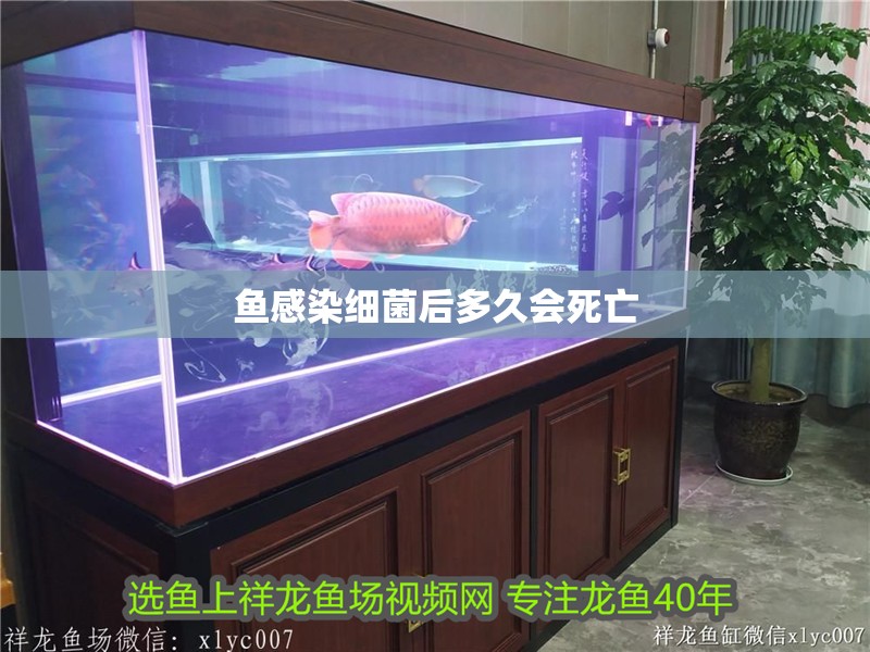 魚(yú)感染細(xì)菌后多久會(huì)死亡