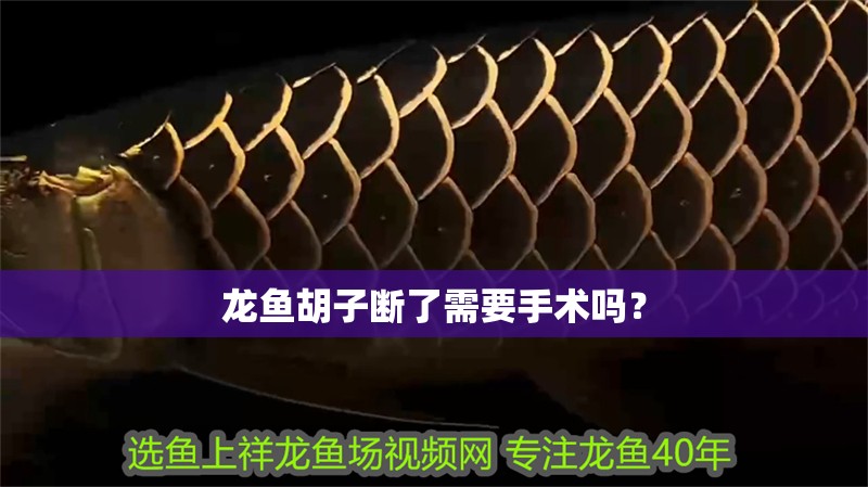 龍魚胡子斷了需要手術嗎？