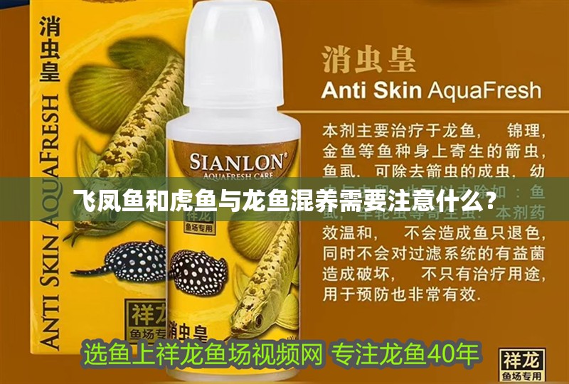 飛鳳魚和虎魚與龍魚混養(yǎng)需要注意什么？