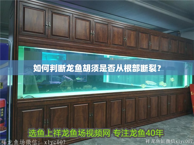 如何判斷龍魚胡須是否從根部斷裂？