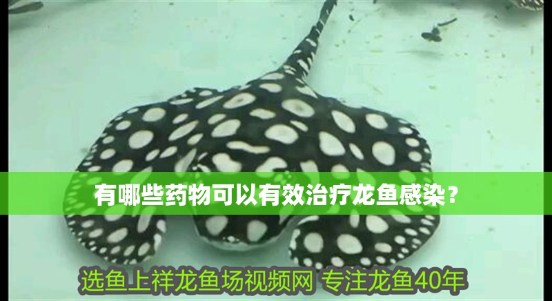 有哪些藥物可以有效治療龍魚感染？