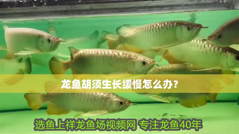 龍魚(yú)胡須生長(zhǎng)緩慢怎么辦？