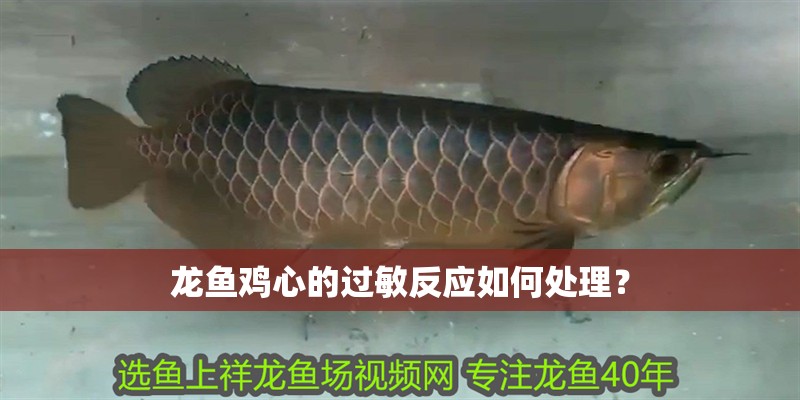 龍魚雞心的過敏反應如何處理？