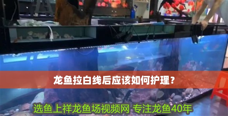 龍魚拉白線后應該如何護理？