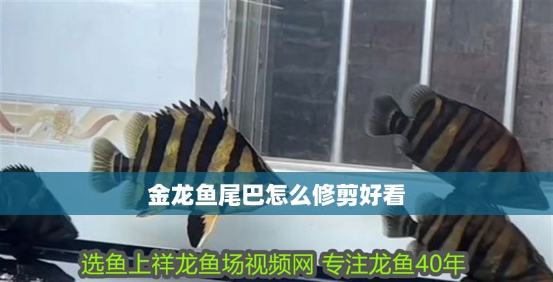 金龍魚尾巴怎么修剪好看