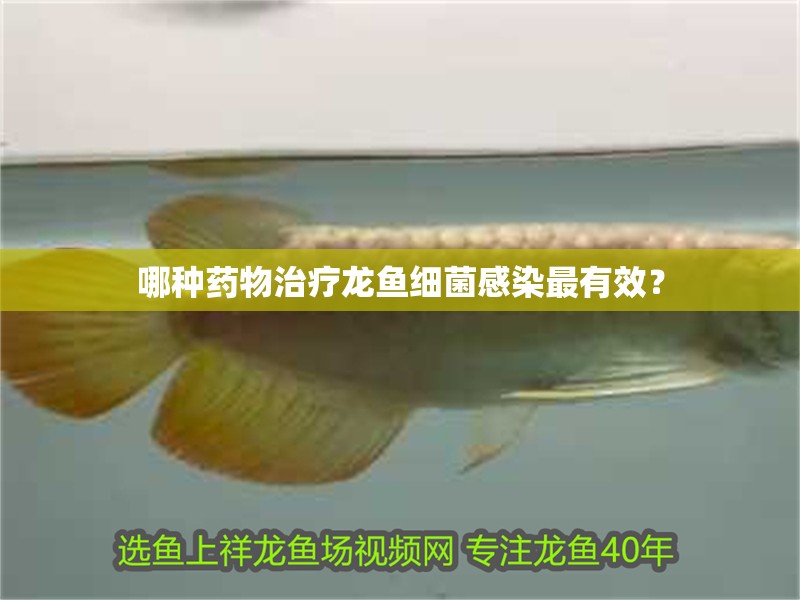 哪種藥物治療龍魚細(xì)菌感染最有效？