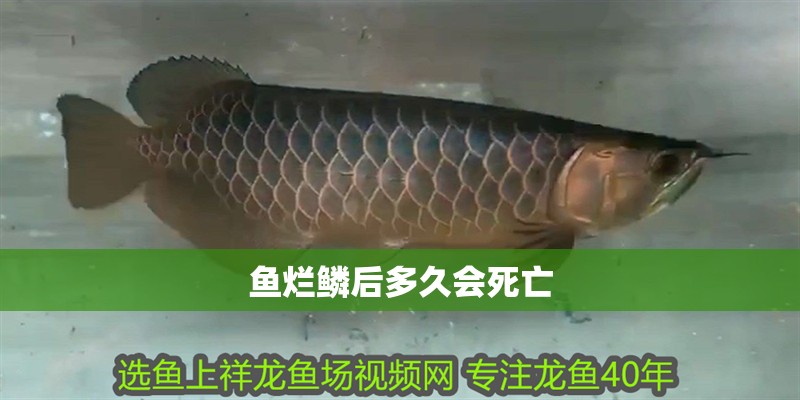 魚爛鱗后多久會死亡