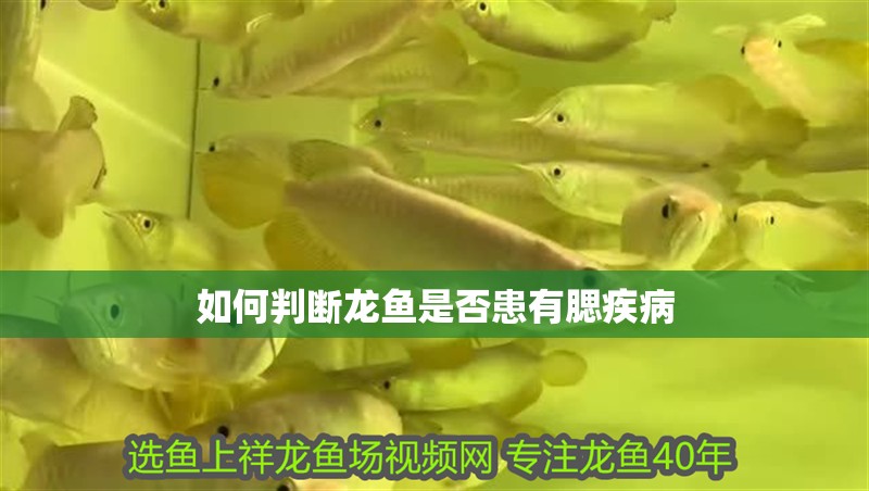 如何判斷龍魚是否患有腮疾病