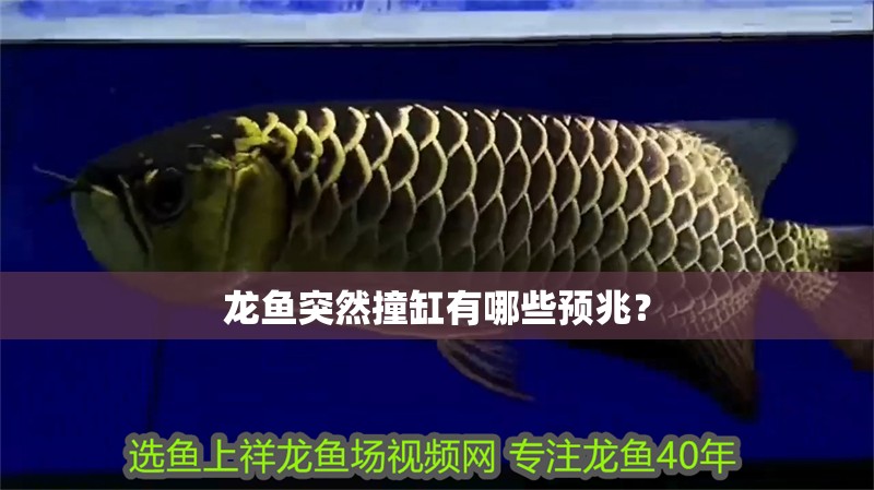 龍魚突然撞缸有哪些預兆？ 龍魚突然撞缸有哪些預兆？ 龍魚百科