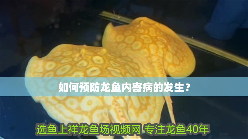 如何預(yù)防龍魚內(nèi)寄病的發(fā)生？