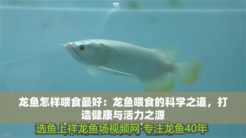 龍魚怎樣喂食最好：龍魚喂食的科學(xué)之道，打造健康與活力之源