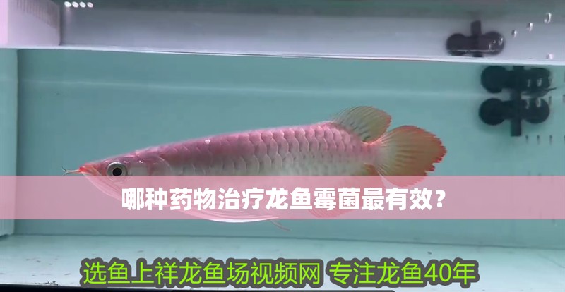 哪種藥物治療龍魚霉菌最有效？ 哪種藥物治療龍魚霉菌最有效？ 龍魚百科