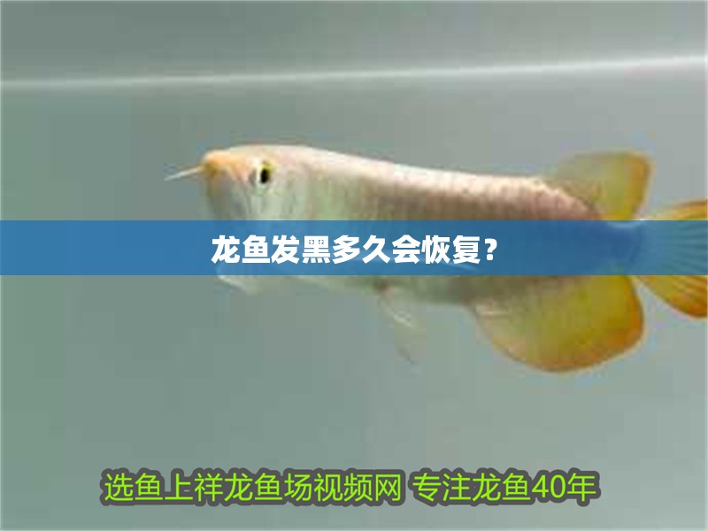 魚(yú)缸用增氧泵價(jià)格是多少:魚(yú)缸增氧機(jī)-xtrac增氧機(jī)-xtrac增氧機(jī) 龍魚(yú)發(fā)黑多久會(huì)恢復(fù)? 龍魚(yú)百科 龍魚(yú)發(fā)黑多久會(huì)恢復(fù)? 龍魚(yú)發(fā)黑多久會(huì)恢復(fù)? 龍魚(yú)百科