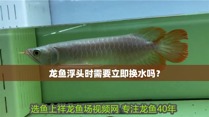 龍魚浮頭時需要立即換水嗎？