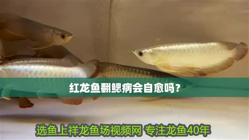 紅龍魚翻鰓病會自愈嗎？ 紅龍魚翻鰓病會自愈嗎？ 龍魚百科