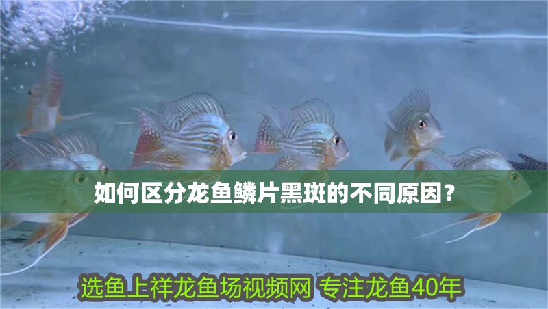 魚(yú)缸用增氧泵價(jià)格是多少:魚(yú)缸增氧機(jī)-xtrac增氧機(jī)-xtrac增氧機(jī) 如何區(qū)分龍魚(yú)鱗片黑斑的不同原因? 龍魚(yú)百科 如何區(qū)分龍魚(yú)鱗片黑斑的不同原因? 如何區(qū)分龍魚(yú)鱗片黑斑的不同原因? 龍魚(yú)百科
