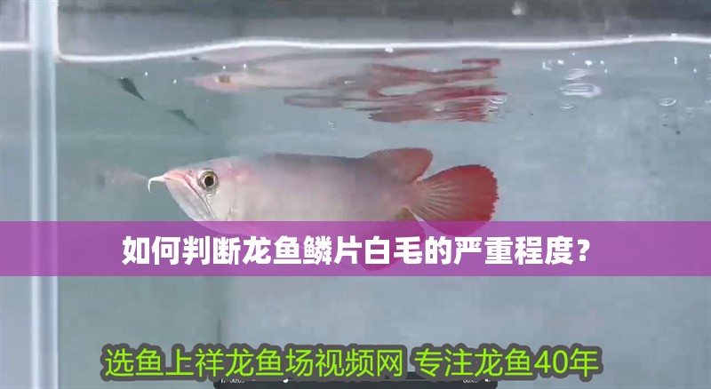 如何判斷龍魚鱗片白毛的嚴重程度？