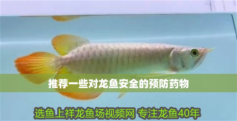 推薦一些對龍魚安全的預防藥物 推薦一些對龍魚安全的預防藥物 龍魚百科