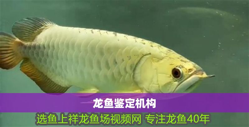 龍魚鑒定機構