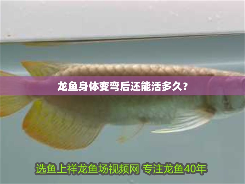 龍魚身體變彎后還能活多久？