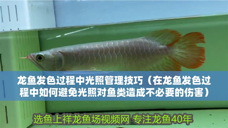 龍魚發(fā)色過程中光照管理技巧（在龍魚發(fā)色過程中如何避免光照對魚類造成不必要的傷害）