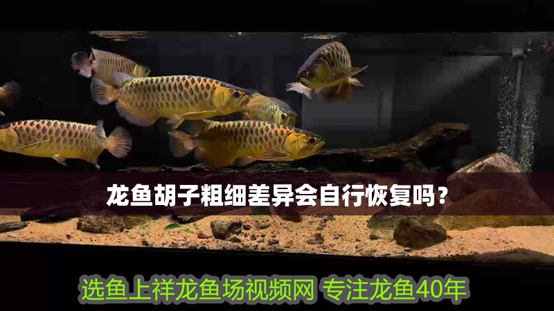 龍魚胡子粗細差異會自行恢復嗎？