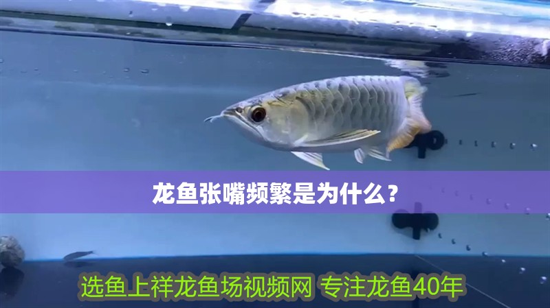 龍魚張嘴頻繁是為什么？