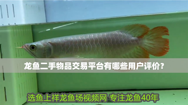 龍魚二手物品交易平臺有哪些用戶評價？