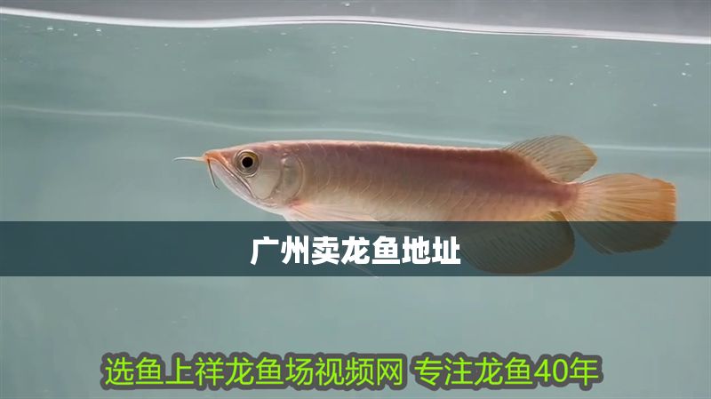 廣州賣龍魚地址