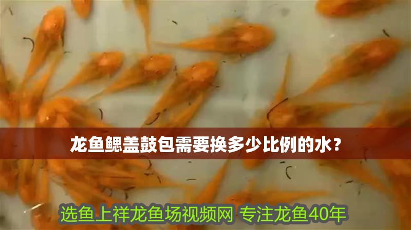 龍魚鰓蓋鼓包需要換多少比例的水？
