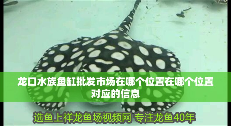龍口水族魚缸批發市場在哪個位置在哪個位置對應的信息
