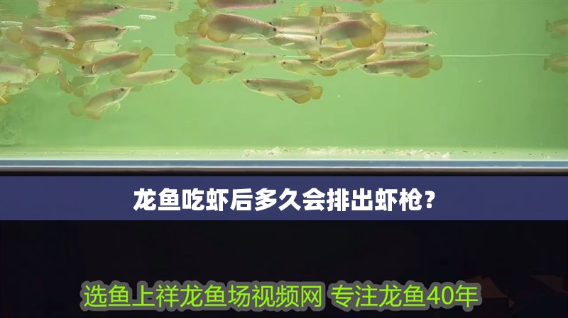 龍魚吃蝦后多久會(huì)排出蝦槍？